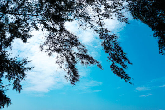 A minimalist and simple image that shows blue skies, trees with a typical calm atmosphere on the beach