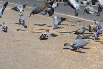 Pigeons on the street in the city Selective focus
