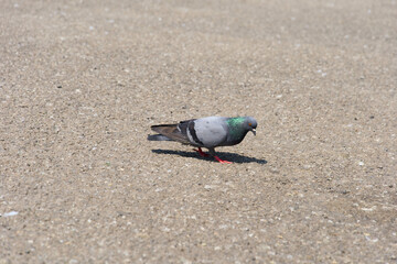 Pigeon walking on the sand in the park Selective focus