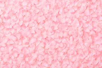 桜の花びらが敷き詰められた背景素材