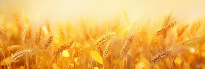 A Vibrant Harvest Festival Gradient Background, Background Image, Background For Banner, HD