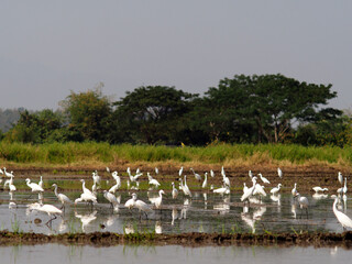 white bird egret in rice farmming and water refection 