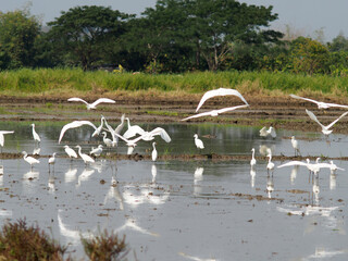 white bird egret in rice farmming and water refection 