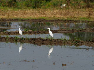 white bird egret in rice farmming and water refection 