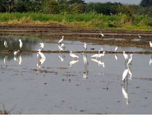 white bird egret in rice farmming and water refection 