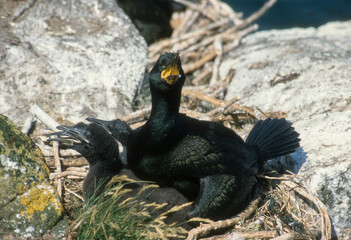 Cormoran huppé, nid, jeune,.Phalacrocorax aristotelis, European Shag