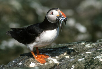 Macareux moine, poissons,.Fratercula arctica, Atlantic Puffin, Lançon, Hyperoplus lanceolatus