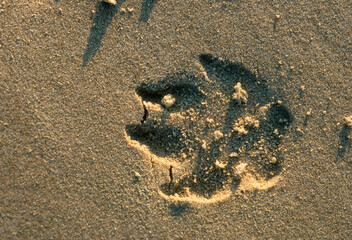 chien; trace dans le sable