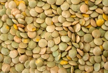 Lens esculenta, Lentille blonde