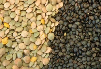 Lens esculenta, Lentille blonde, lentille verte