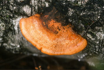 Polypore, Ganoderme luisant, Ganoderma lucidum