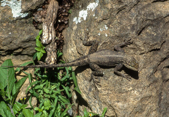 Margouillat, Agame des colons, Agama agama