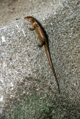 Scinque, Mabuya wrightii, Trachylepis wrightii, Iles Seychelles