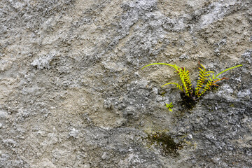 Wild plants grow on the surface of the building walls