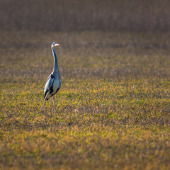 Heron in a meadow