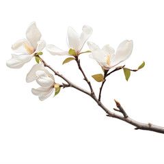 branch of a tree with white flowers on a transparent background png isolated