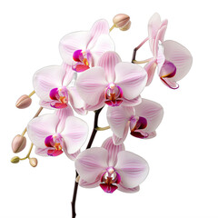 pink orchid flower with buds on a transparent background png isolated
