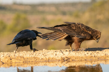 western marsh harrier bothered by a crow	