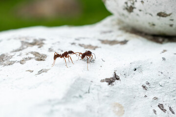 brown ants on a white stone