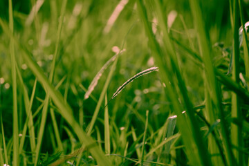 green grass background