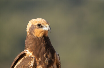 female western marsh harrier portrait	