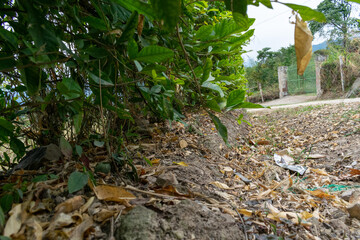 Obraz premium green bushes on the road