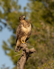Common buzzard in the pine forest perched on a tree trunk	