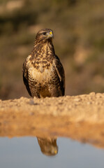 Common buzzard on the ground