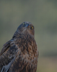  western marsh harrier portrait	