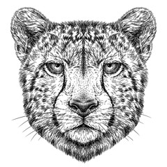 Vintage engraving isolated leopard set panther illustration ink sketch. Africa wild cat cheetah background jaguar animal silhouette art. Black and white hand drawn image	