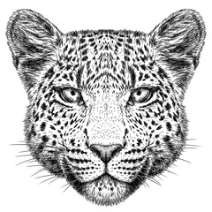 Vintage engraving isolated leopard set panther illustration ink sketch. Africa wild cat cheetah background jaguar animal silhouette art. Black and white hand drawn image	
