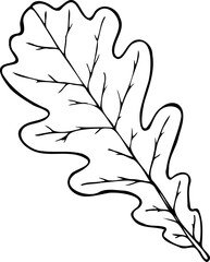 Oak leaf vector illustration in line art style isolated on a white background.