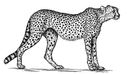 Vintage engraving isolated leopard set panther illustration ink sketch. Africa wild cat cheetah background jaguar animal silhouette art. Black and white hand drawn image	