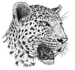 Vintage engraving isolated leopard set panther illustration ink sketch. Africa wild cat cheetah background jaguar animal silhouette art. Black and white hand drawn image	