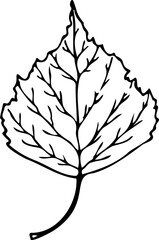 Birch leaf vector illustration in line art style isolated on a white background.