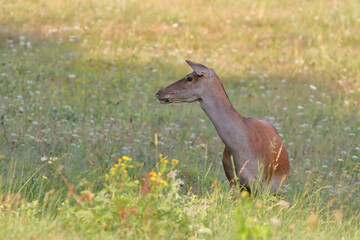 A doe in the meadow with pricked ears, which was disturbed by something while grazing.