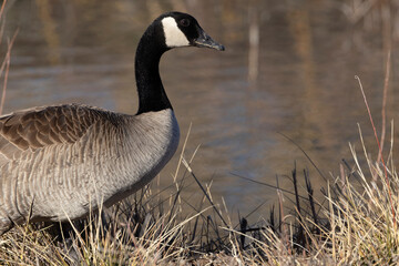 Close up portrait of Canada Goose at Bosque del Apache National Wildlife Refuge in New Mexico, United States, North America; 
