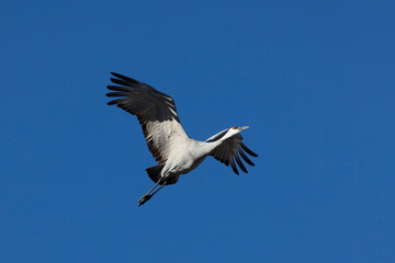 Obraz premium Adult Sandhill Crane, wings open and spread out while soaring upwards in flight against blue sky in New Mexico, United States, North America, reflects symbolic concepts of joy and freedom