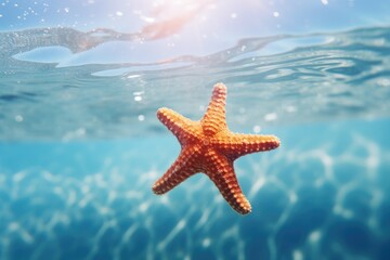 Fototapeta na wymiar starfish on the sea