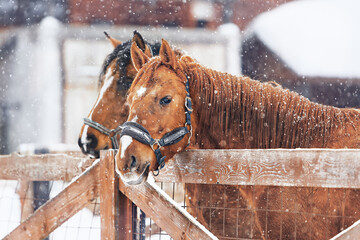 Two brown horses stand in a paddock in winter and look at the camera. Cheerful, funny emotions in...