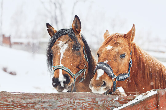 Two brown horses stand in a paddock in winter and look at the camera. Cheerful, funny emotions in an animal. Concept for an article and website. Selective focus. Close-up.