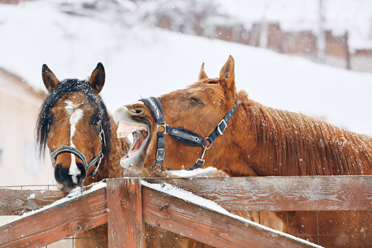 Two brown horses stand in a paddock in winter and look at the camera. Cheerful, funny emotions in an animal. Concept for an article and website. Selective focus. Close-up.