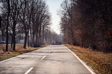 Fototapeta na wymiar A tranquil stretch of country road runs between rows of leafless trees under a clear sky