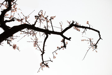 a view of plum blossoms in bloom