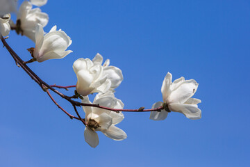 a view of magnolia flowers blooming