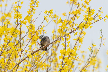 spring scene with forsythia flowers blooming