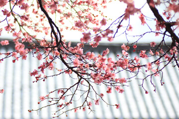 the view of the village with plum blossoms in bloom