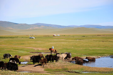 Animals grazing in the Mongolian steppe