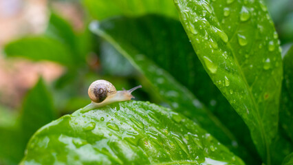Small snail on large wet leaves full of drops.