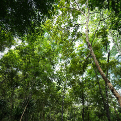 trees in the forest